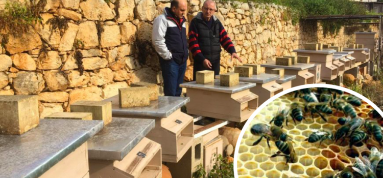 Maltese Beekeepers Are The Victims Of ‘Copy Paste’ EU Laws, Says MEP Candidate